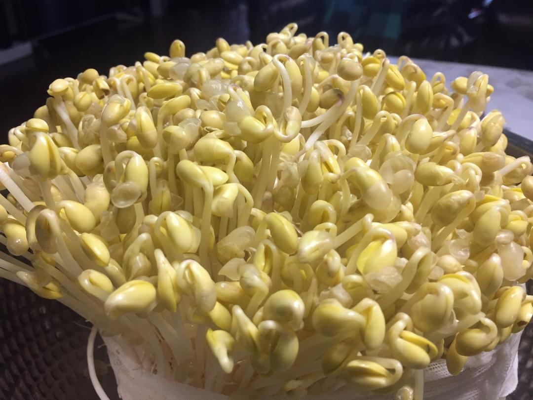 自己在家发豆芽