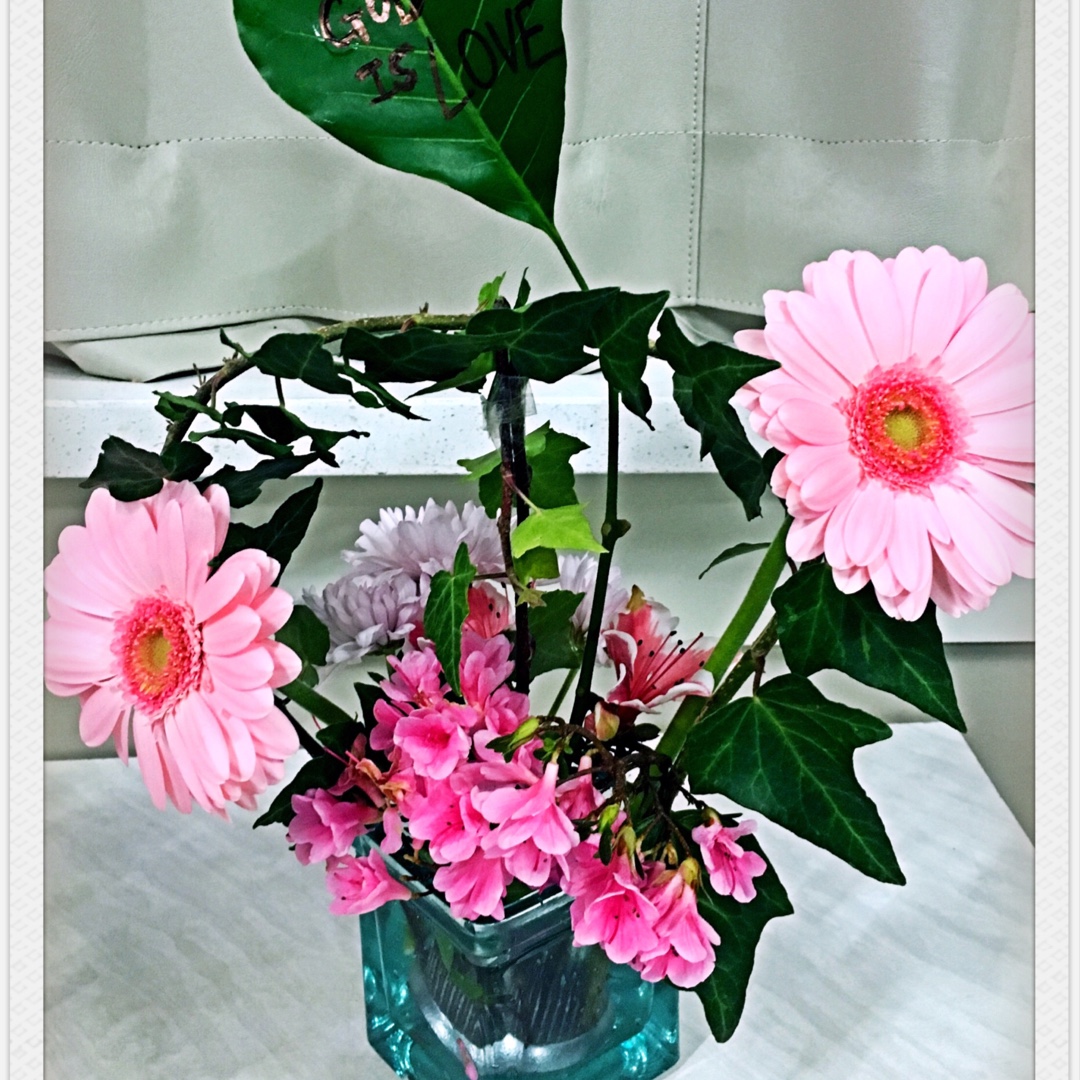 我家的花花草草