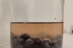 天然酵种·蓝莓酵液/酵种
