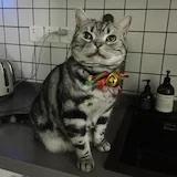 五分熟河豚irene