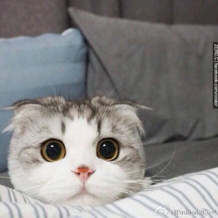 ai吃橙子橙子酱