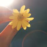 我是Gemini菇凉