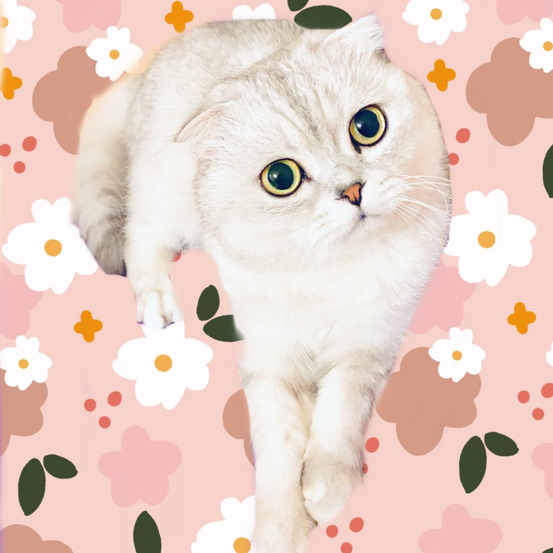 Mamomiaomiao