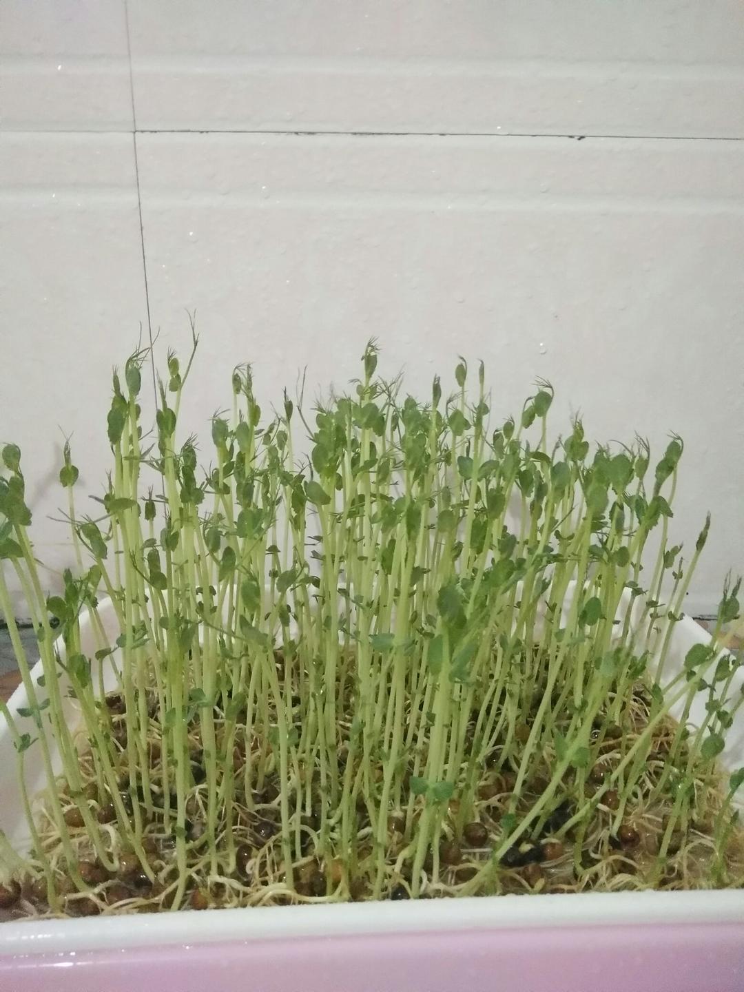 水培芽苗菜