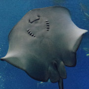 认真的半瓶子醋