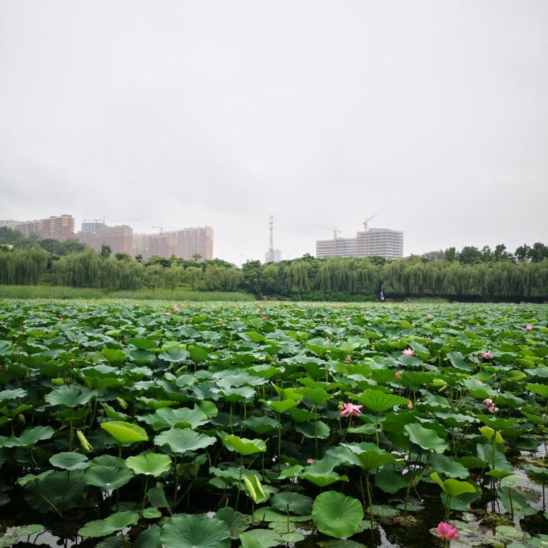 下厨房用户_与影随行