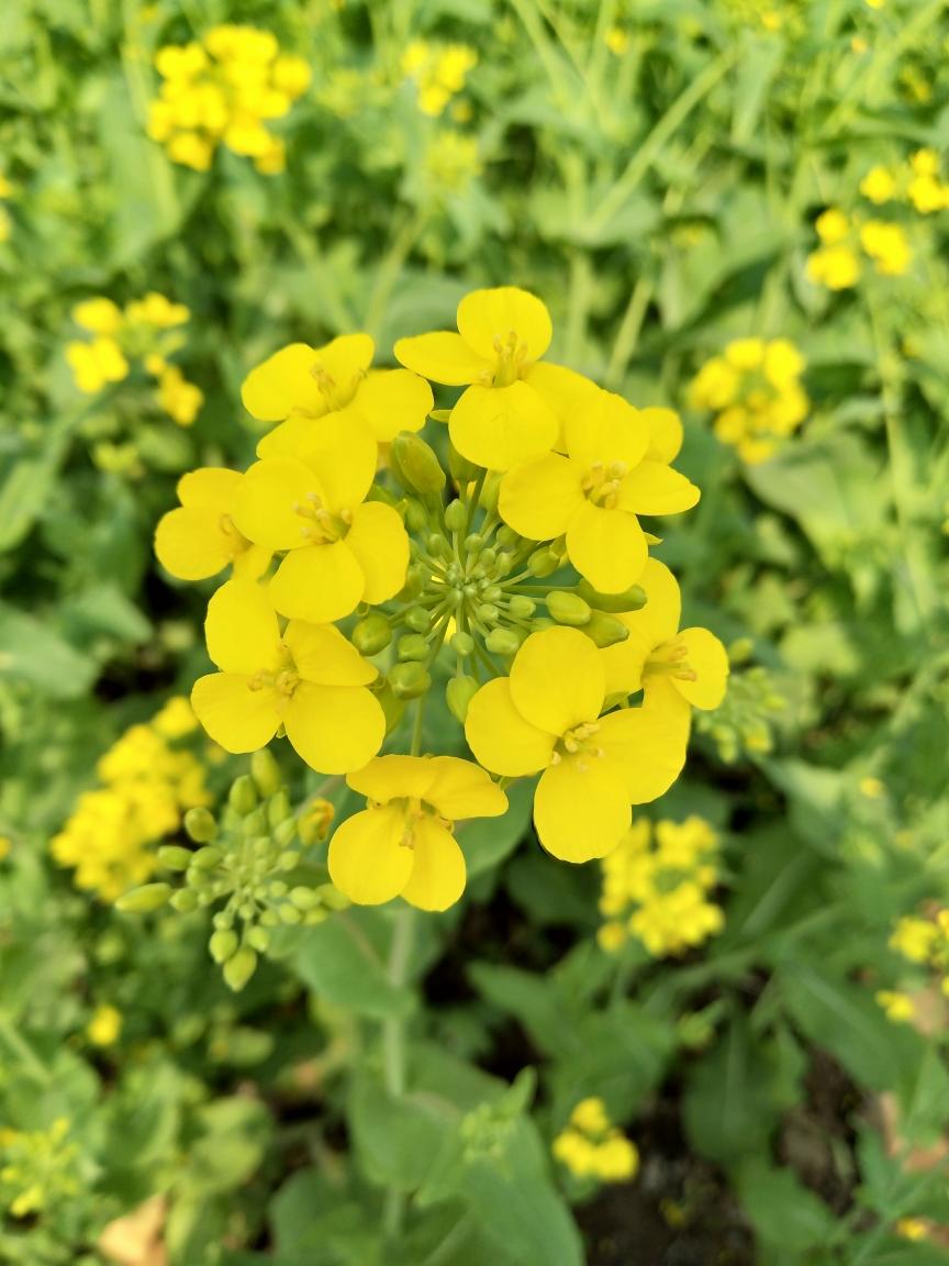 萌宝鸡蛋糕的做法