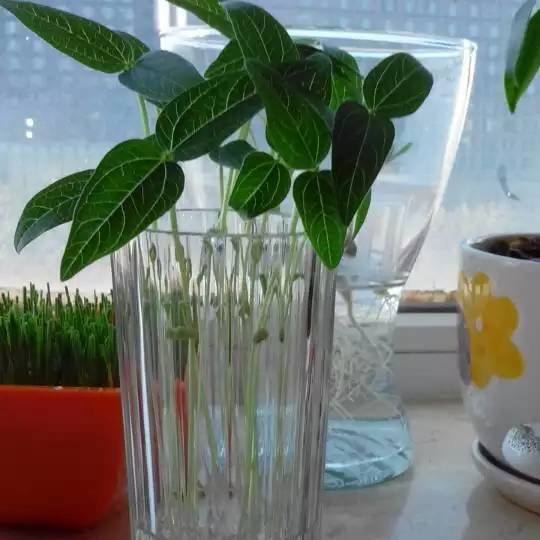 可以当绿植的豆芽
