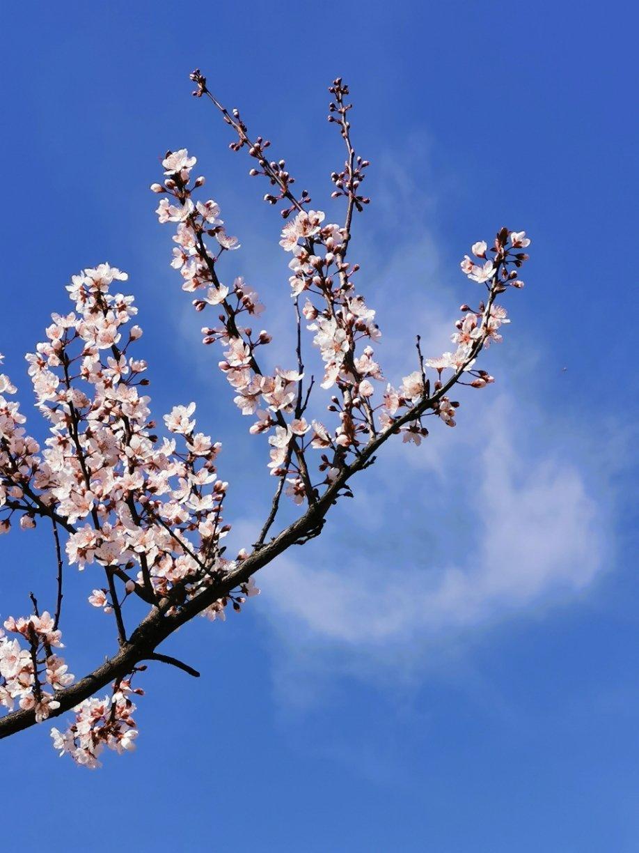 开花季