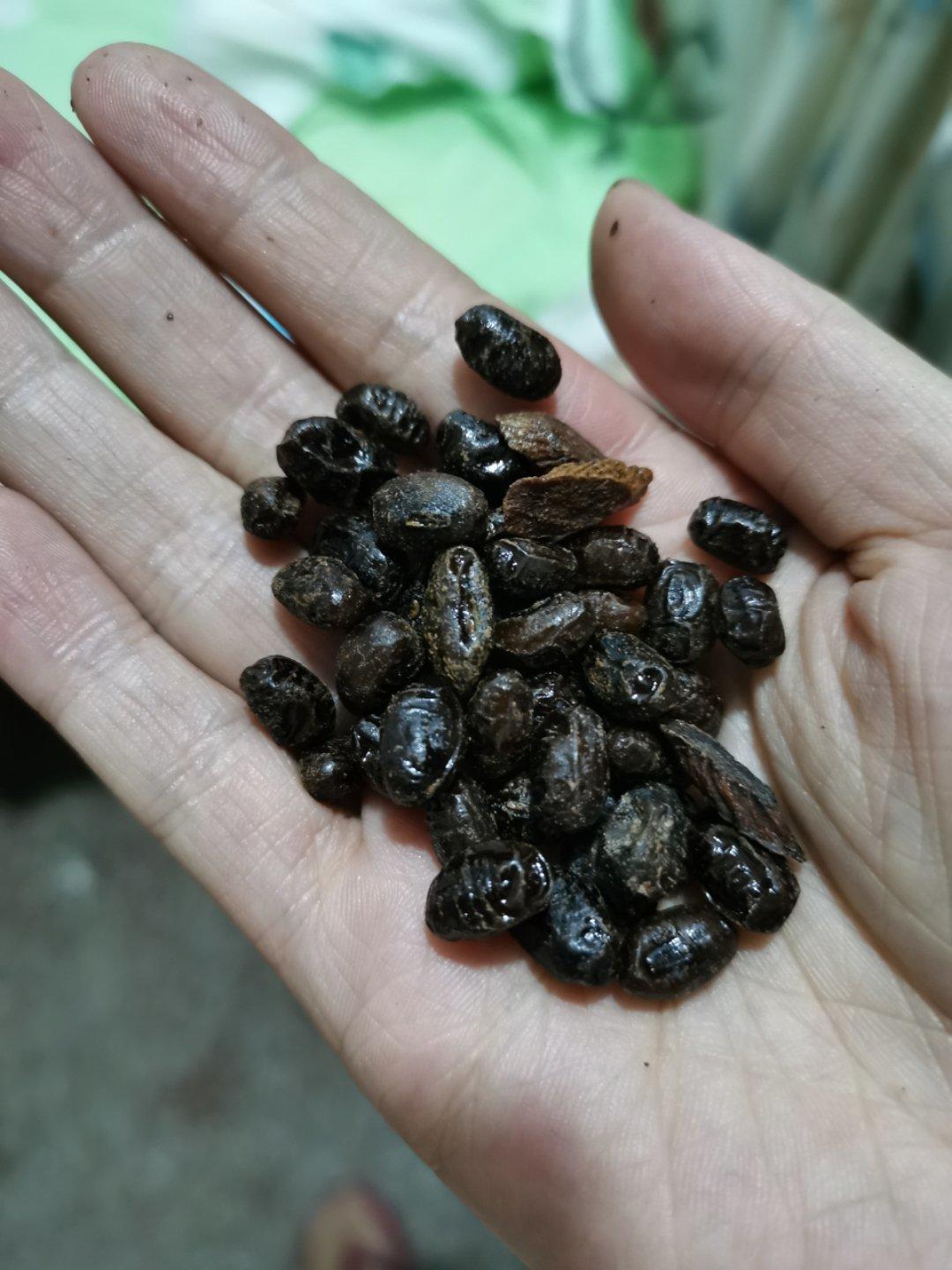 当归黑豆