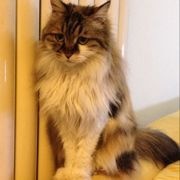 猫呐猫