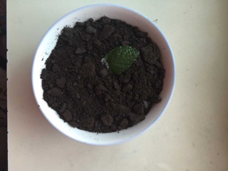 盆栽双皮奶