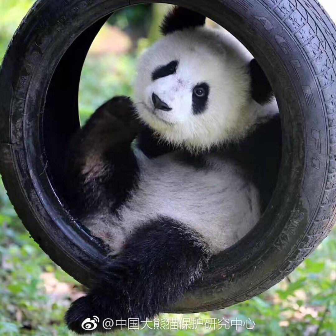 鸮萝