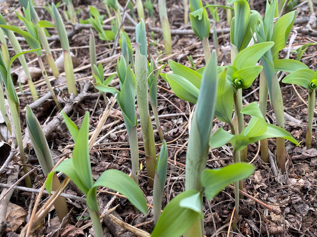 新鲜上市的野菜