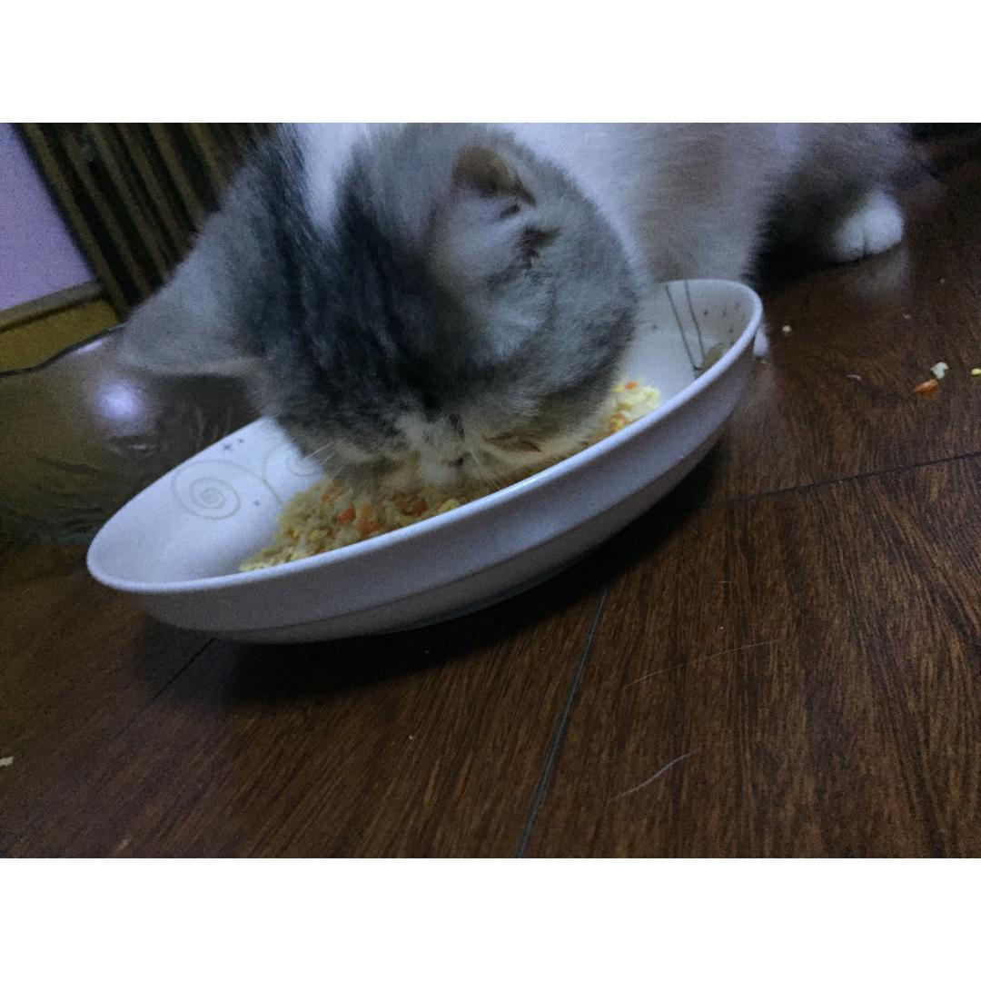 猫饭！猫吃的饭！