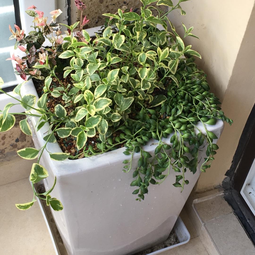 快乐的小糖果123