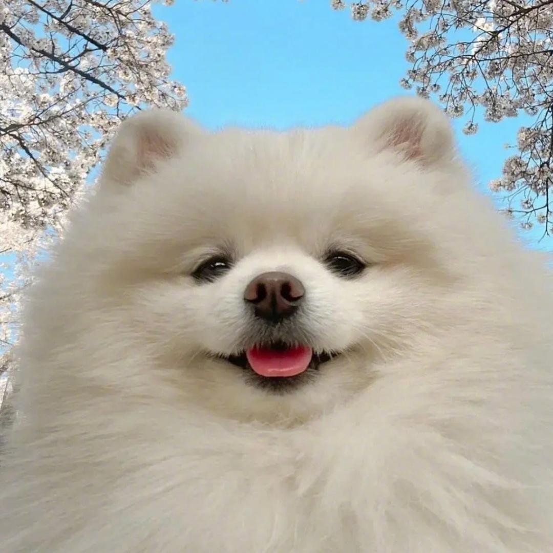 世毁鸟