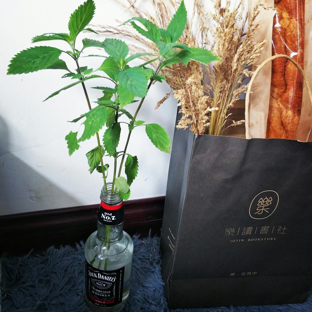 水培薄荷大法
