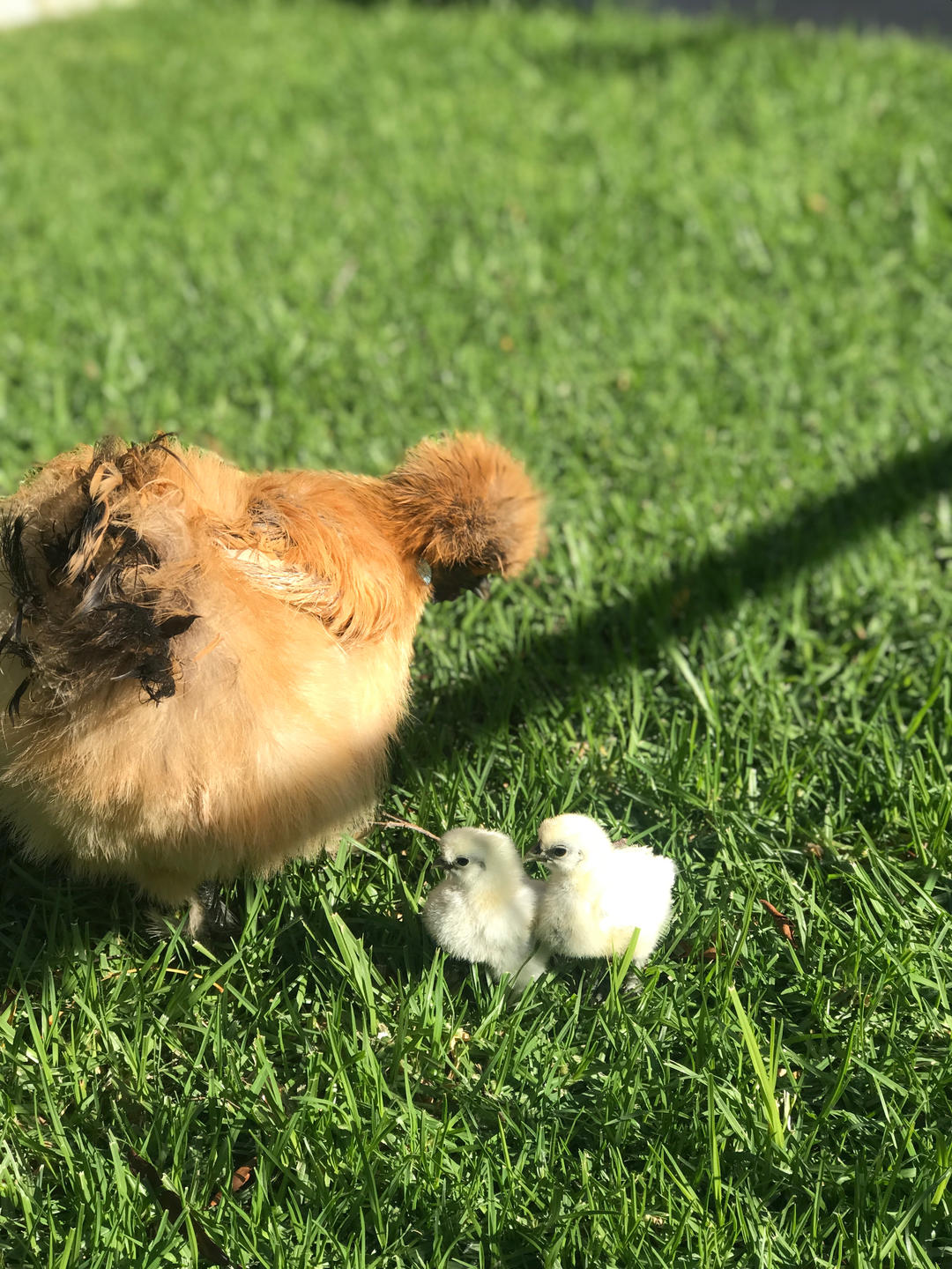 【电饭煲孵小鸡】