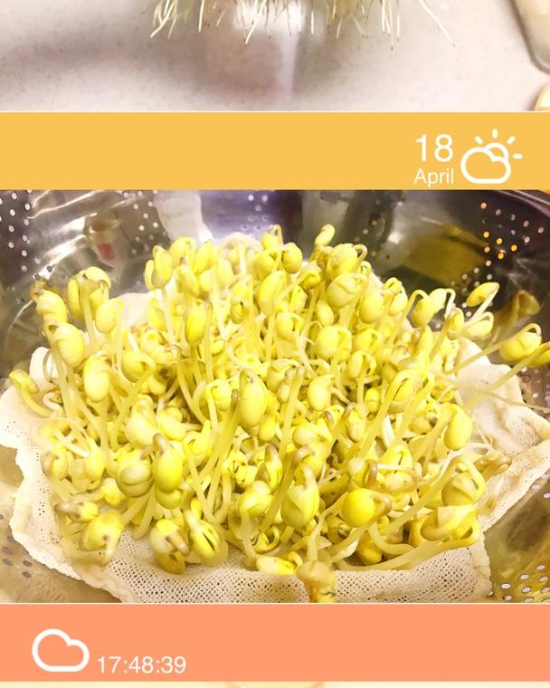 自己在家发豆芽