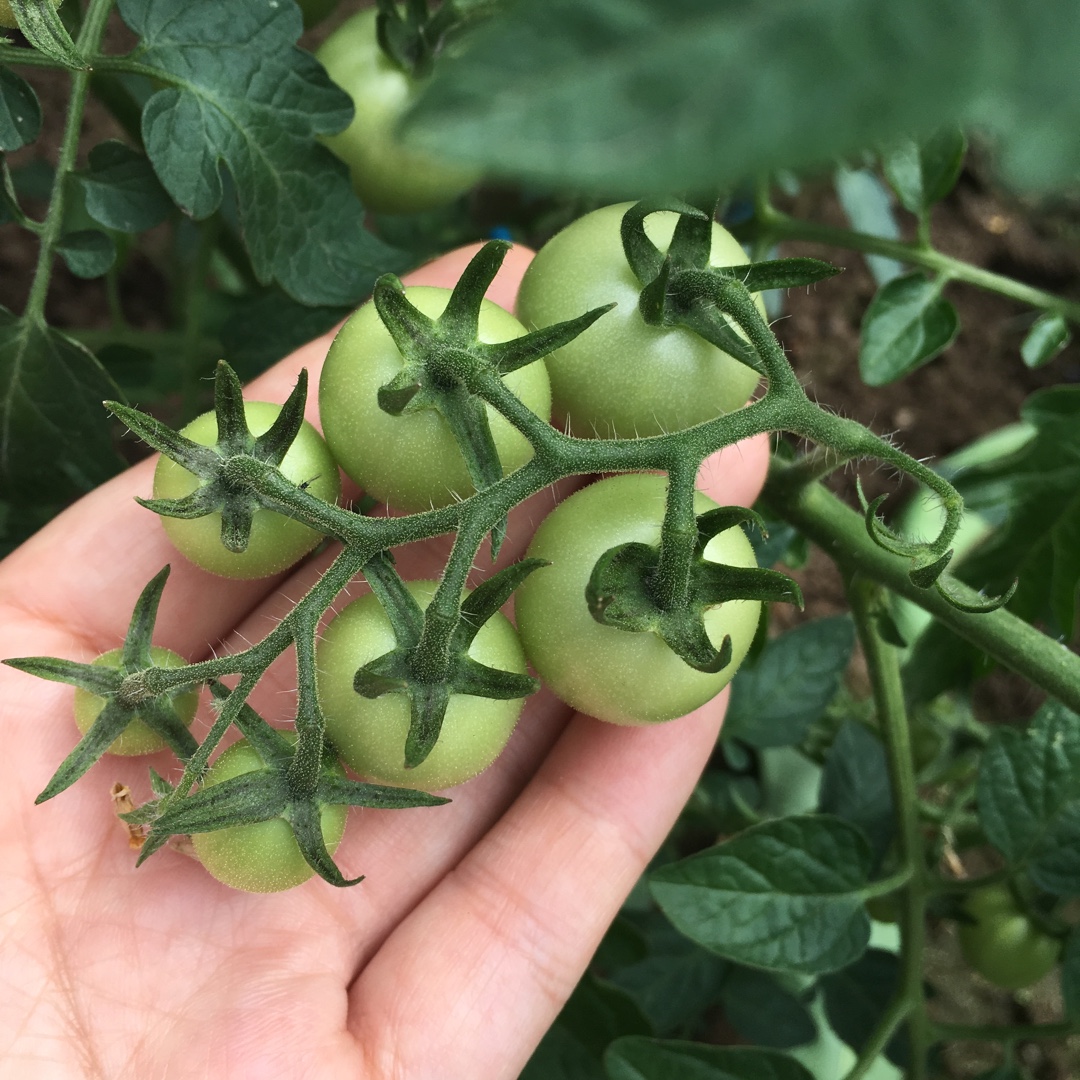 紫苏live做的晚餐612016年5月23日