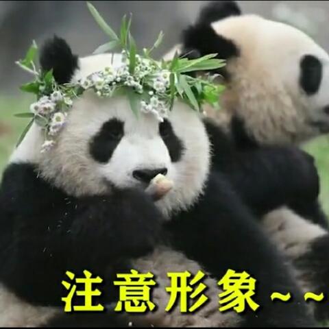 樗蒲朗客