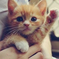 林被東東沒在怕