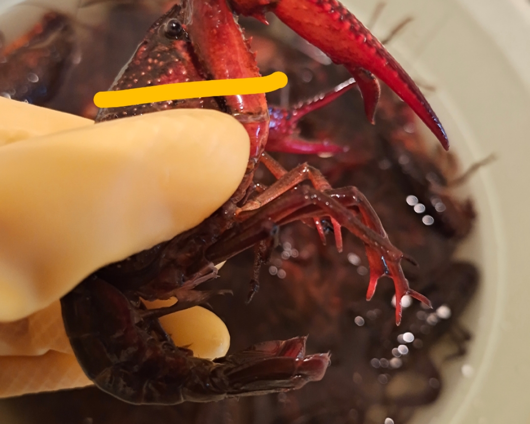 小龙虾之武汉油焖大虾的做法 步骤3