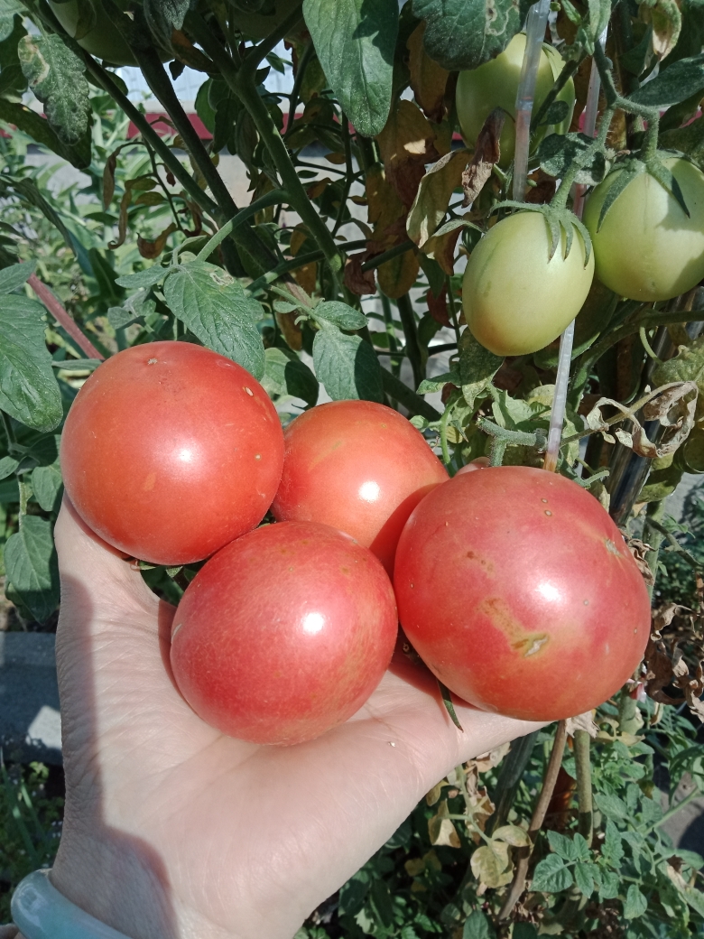 西红柿的存放