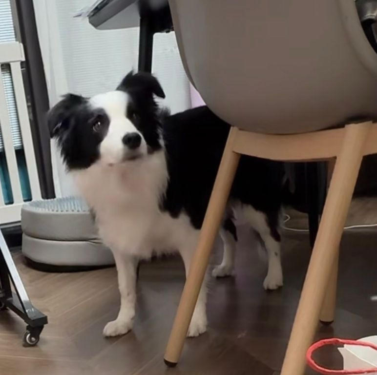 少飞茶