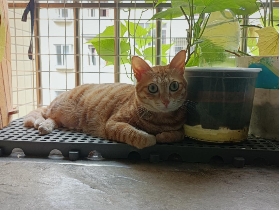 优酪猫