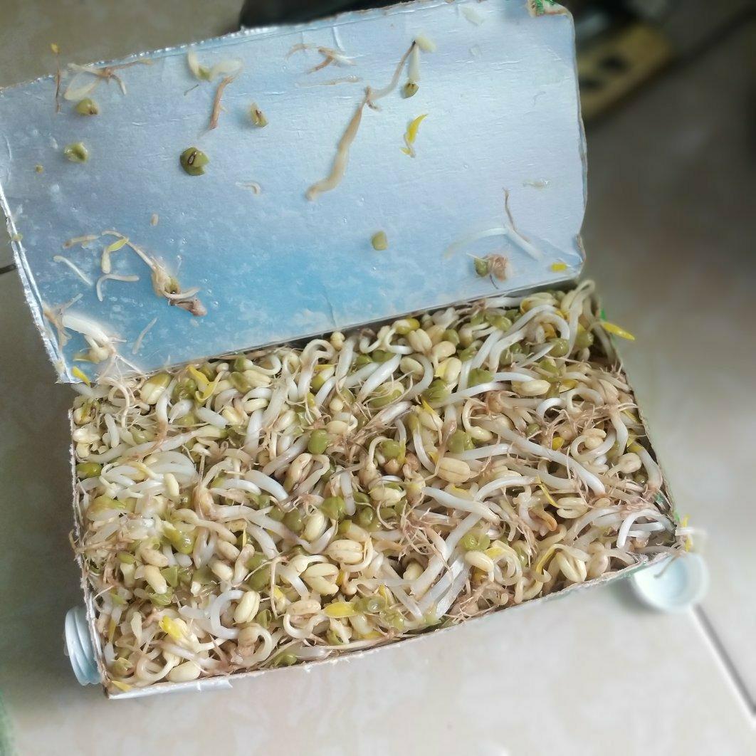 好吃又好玩 牛奶盒发豆芽