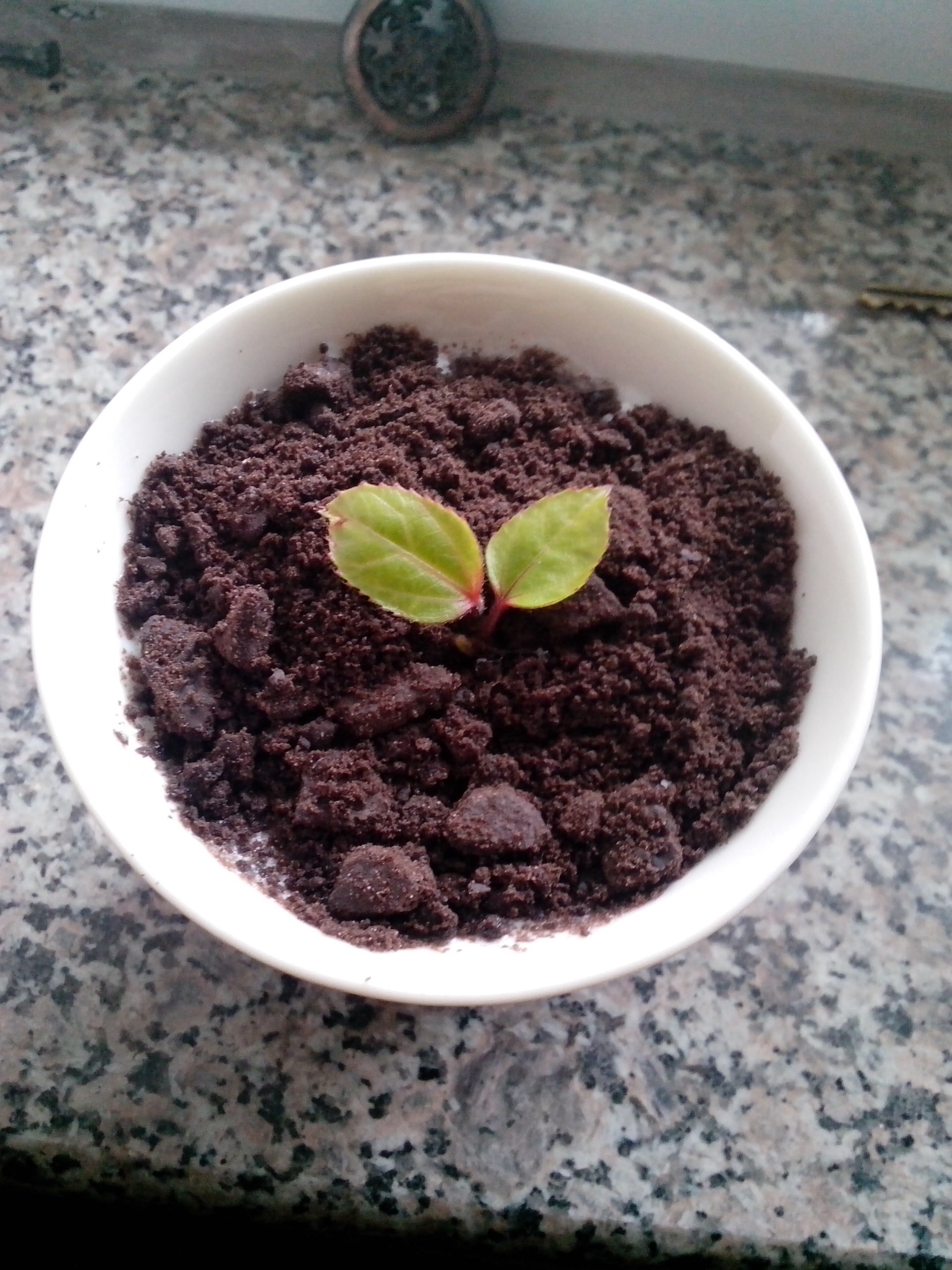 酸奶盆栽/继续延续小清新风/治愈系甜品