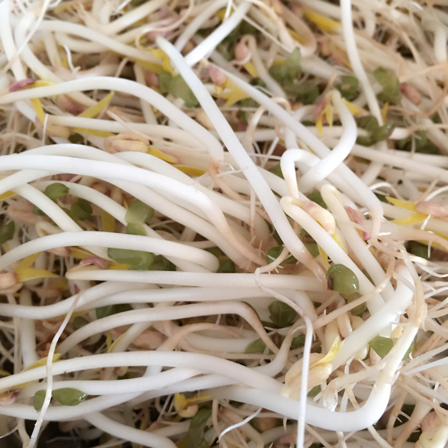 自发豆芽（可乐瓶发豆芽0失败！）