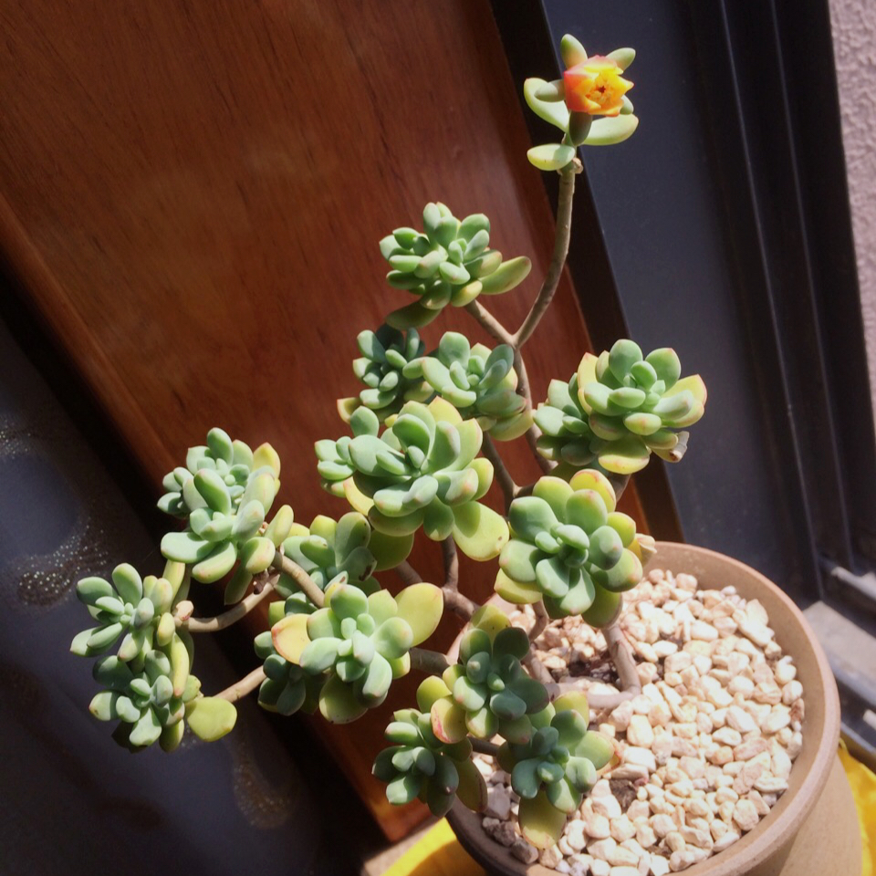 我的花花草草