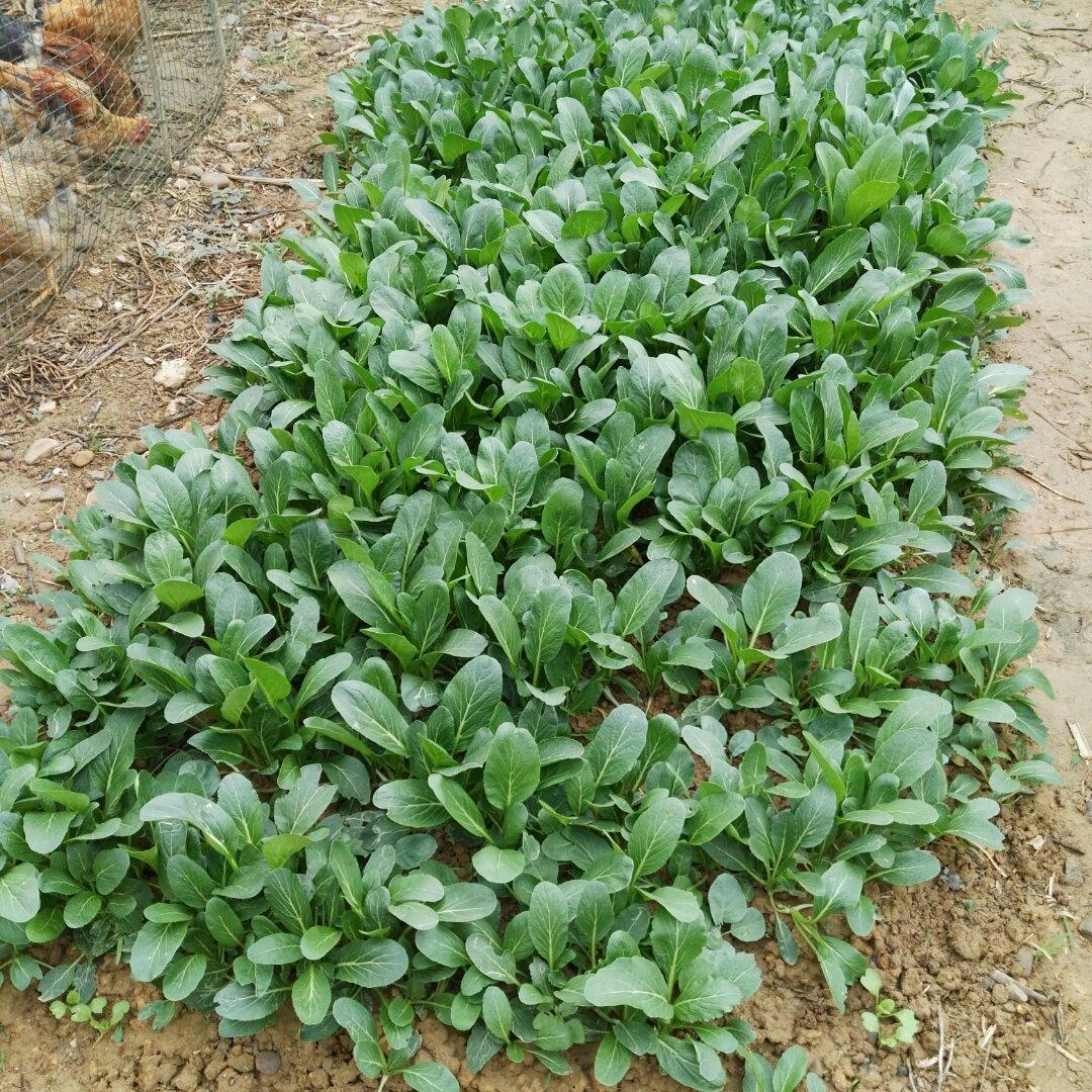 蒜蓉青菜