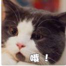一只树丫丫