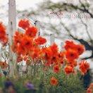 手机用户9316_sxe9