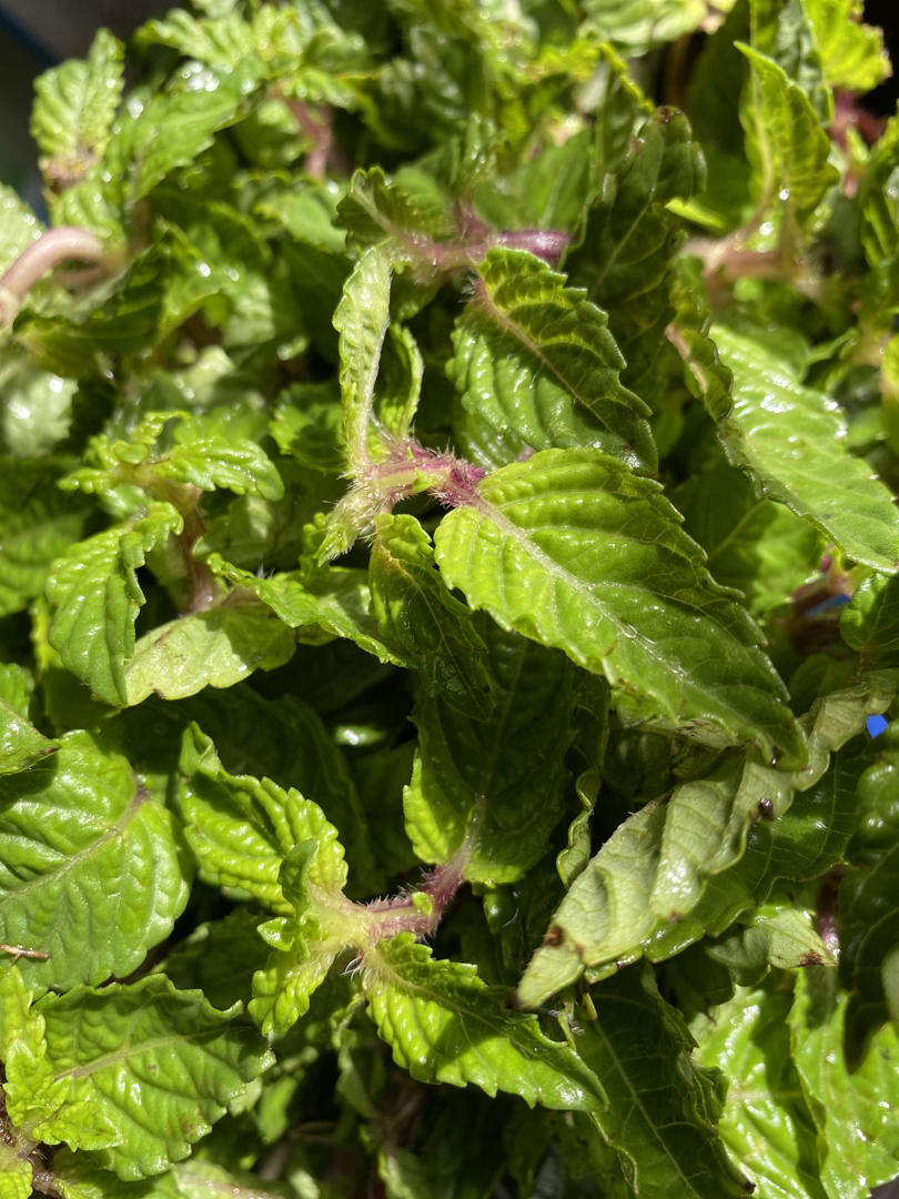 自制广东鲜凉粉草