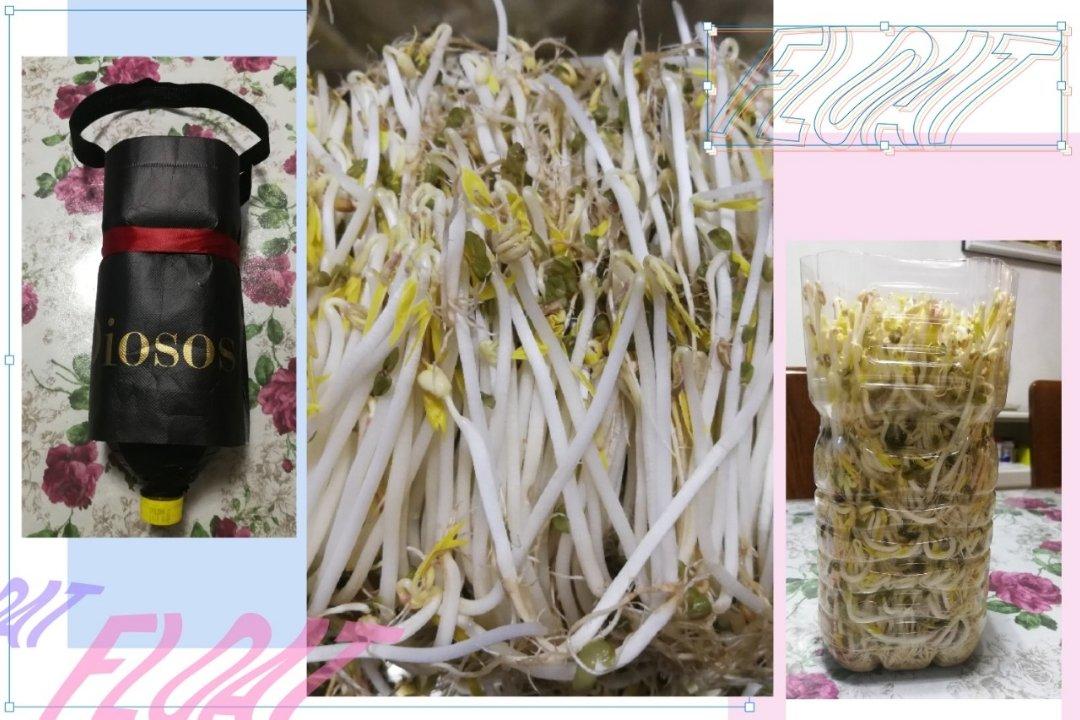 自发豆芽