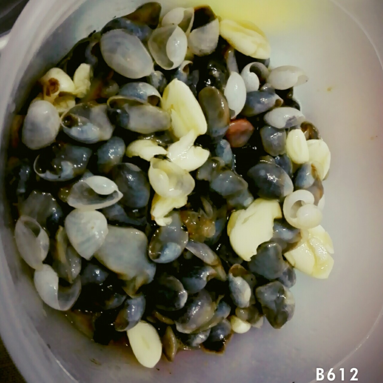 腌泥螺（葱油版)