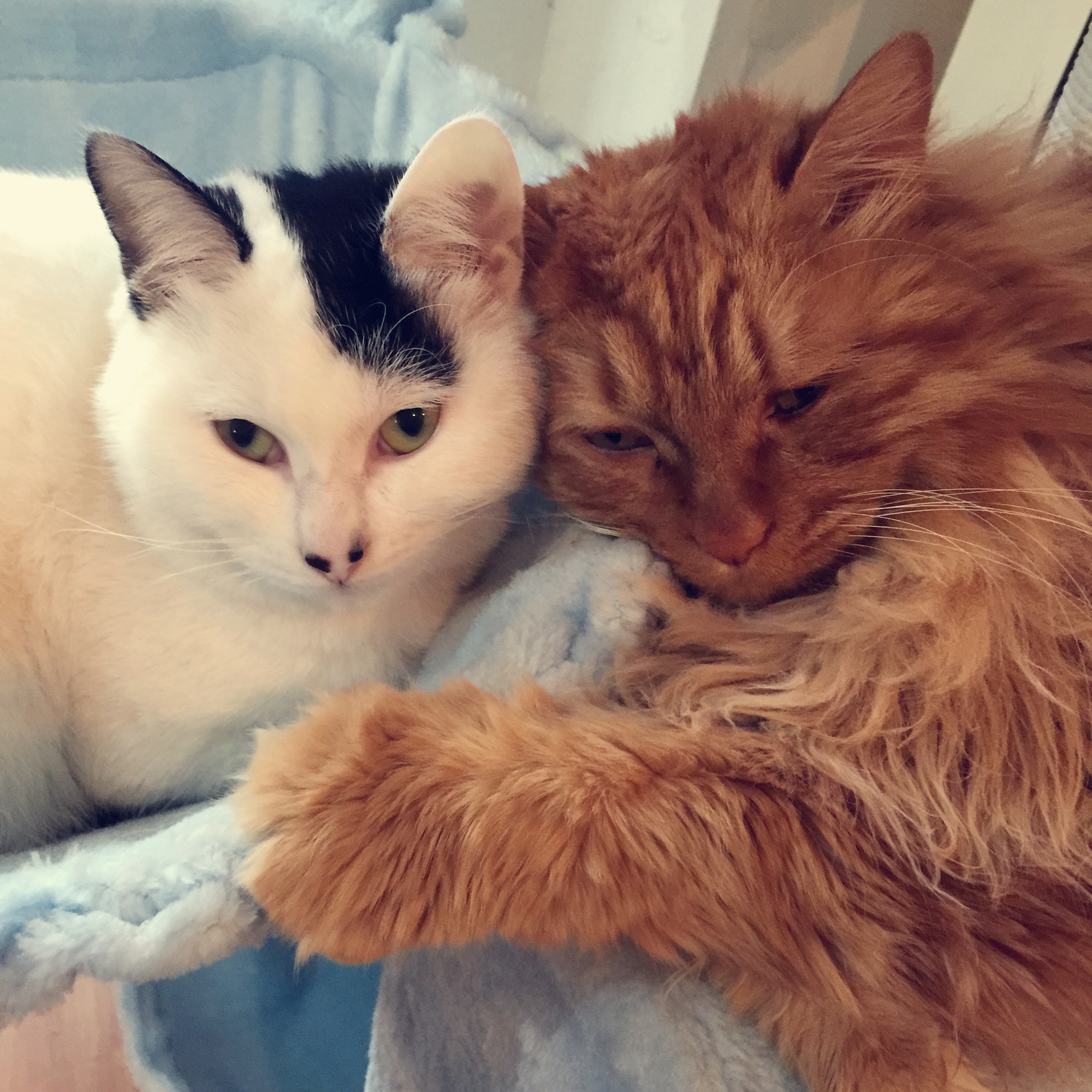酸脚猫