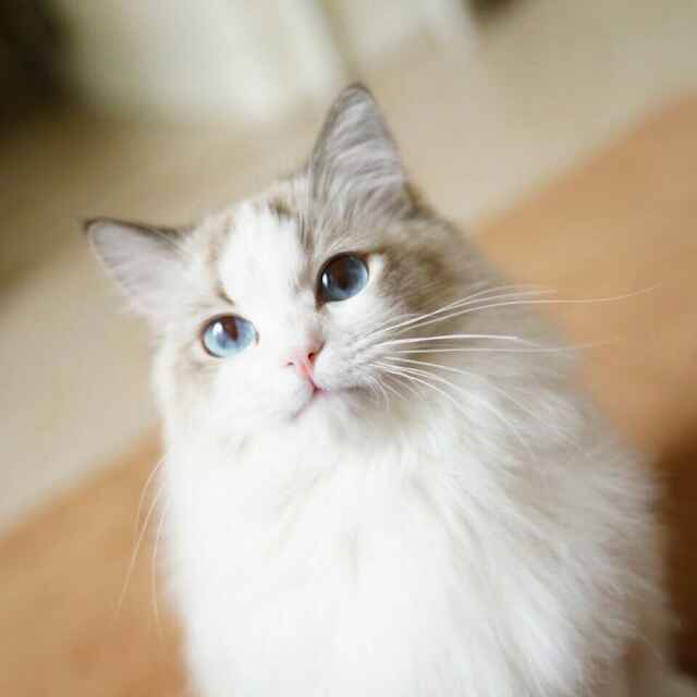 南瓜先生的小红帽