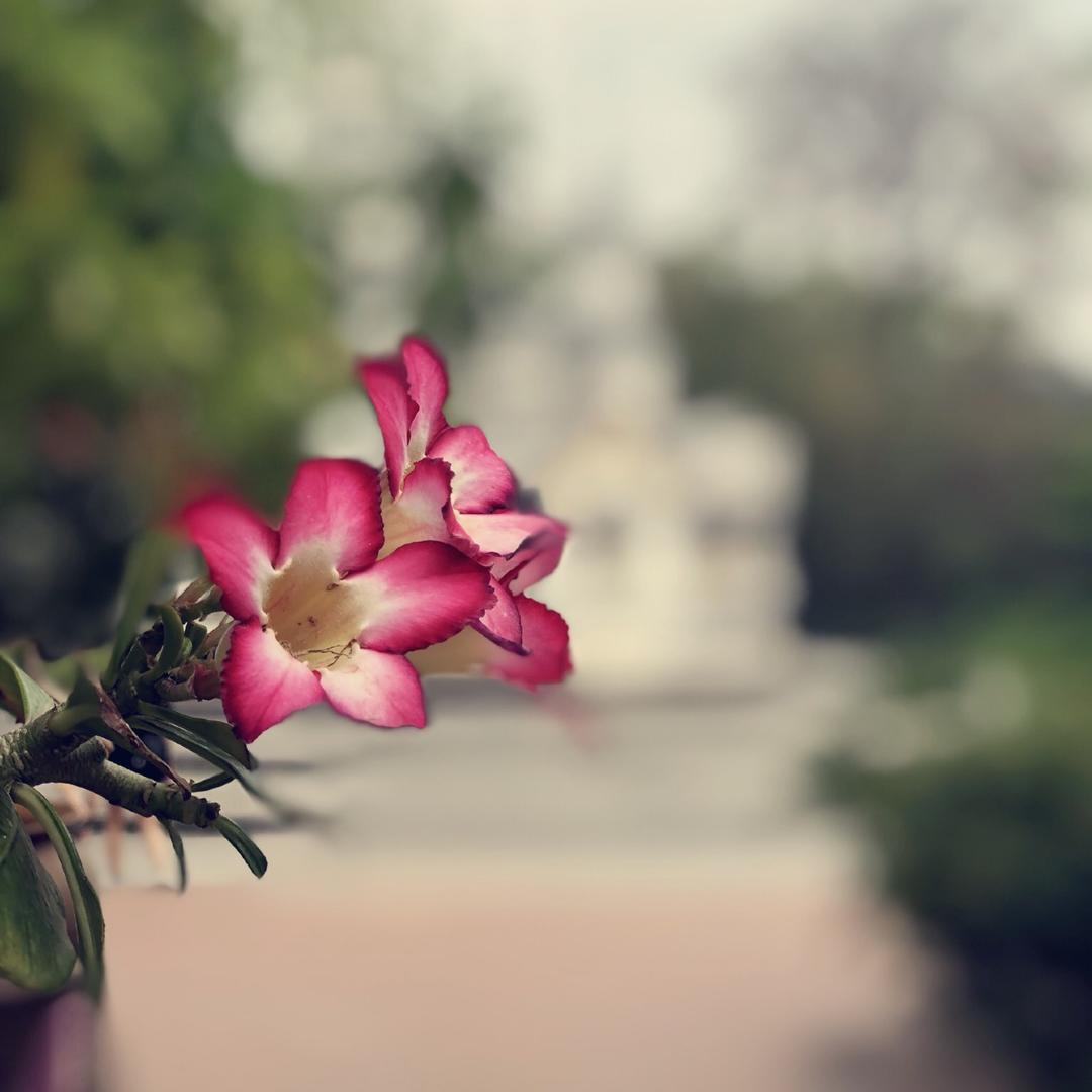 背着蜗牛壳去旅行