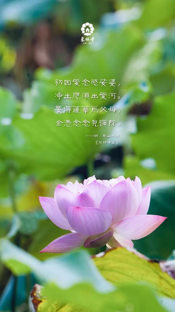 善心莲花