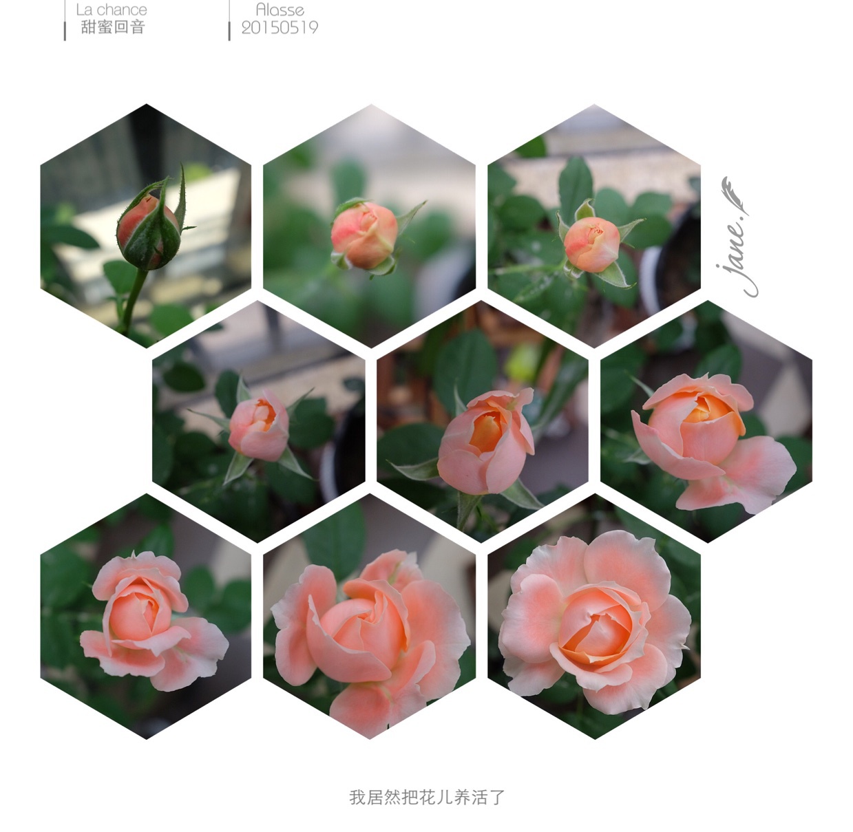 就像花一样开，灿烂又美好