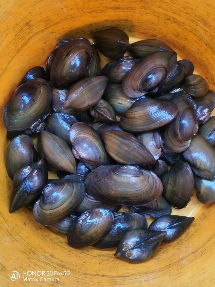 河蚌的处理技巧+咸肉河蚌春笋汤