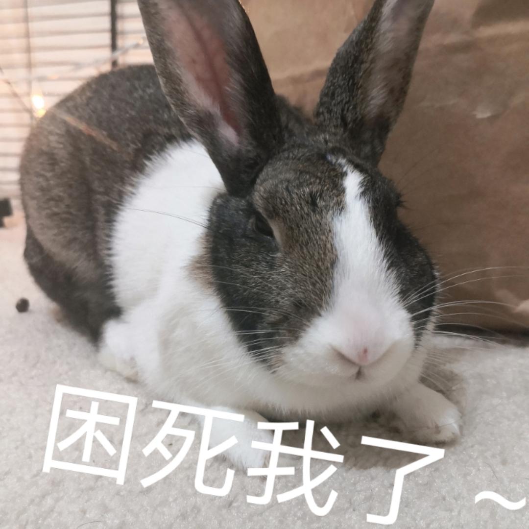 哈哈嗝哈
