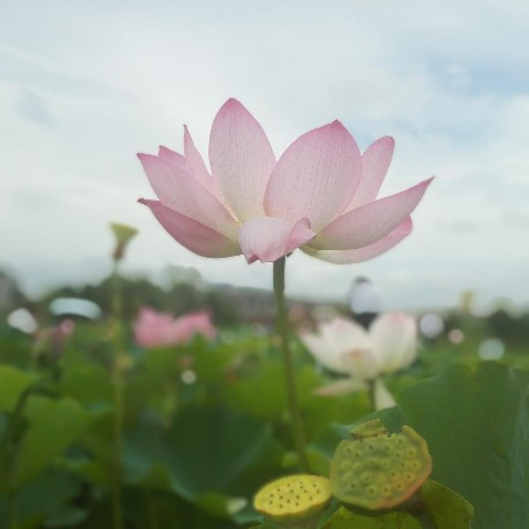 一朵水莲花