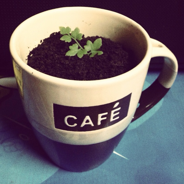 酸奶盆栽/继续延续小清新风/治愈系甜品